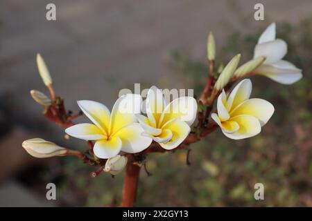 Pure Eleganz: Weiße Frangipani-Blüte in Nahaufnahme Stockfoto