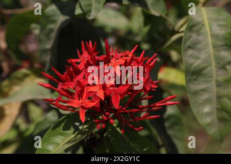 Nahaufnahme der lebendigen Ixora Blossom Stockfoto