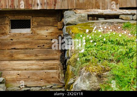 Eine hölzerne Scheunenwand trifft auf einen Felsen, der von Grün und zarten weißen Blüten bedeckt ist. Stockfoto