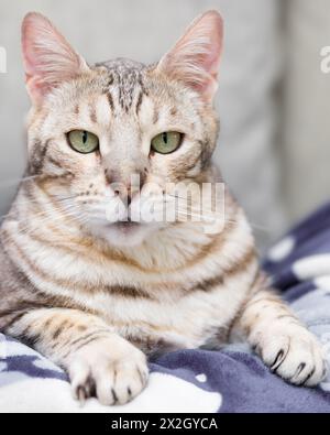 Schönes männliches Bengalkatzenporträt für Erwachsene Stockfoto