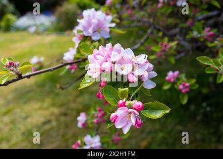 Apfelblüte auf Apfelbäumen in einem privaten Garten, der einst ein Apfelgarten in Devon, England, war. Stockfoto