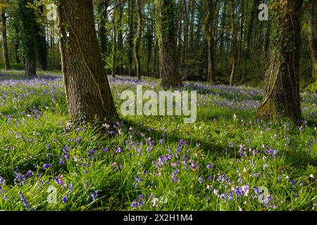 Blauglocken (Hyacinthoides non-scripta) en Masse in einem Waldgebiet in Devon, England, Großbritannien. Stockfoto