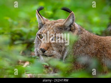 Nahaufnahme des Eurasischen Luchses (Lynx Luchse), der durch Blätter im Unterholz des Waldes schaut Stockfoto