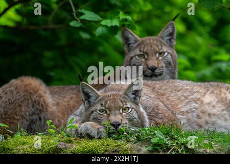 Zwei Eurasische Luchse (Lynx Luchse), die im Reisig des Waldes ruhen Stockfoto