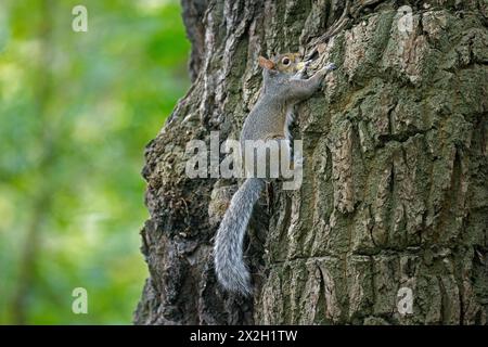 Grauhörnchen (Sciurus carolinensis), eingeführt Arten aus Nordamerika, klettern Baum im Stadtpark in England, Großbritannien Stockfoto