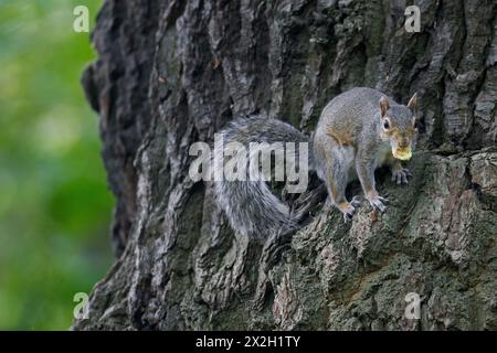 Grauhörnchen (Sciurus carolinensis), eingeführt Arten aus Nordamerika, klettern Baum im Stadtpark in England, Großbritannien Stockfoto