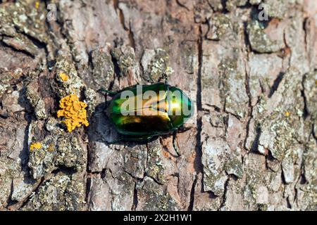 Blumenscheuer / grüner Rosenscheuer (Protaetia speciosissima / Scarabaeus speciosissimus), in Südeuropa und Asien heimischer Scarabababkäfer Stockfoto
