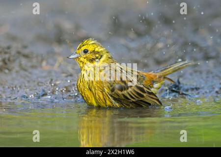 Yellowhammer (Emberiza citrinella) männlich, der im Sommer im Flachwasser aus Teich / Nickel baden kann Stockfoto