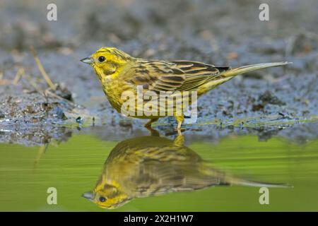 Yellowhammer (Emberiza citrinella) männliches Trinkwasser aus Teich / Nickel im Sommer Stockfoto