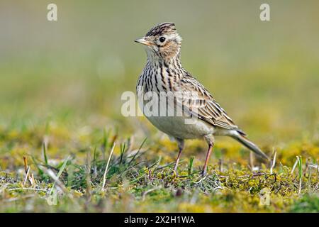 Eurasische Lerche (Alauda arvensis), die sich am Boden ernährt Stockfoto