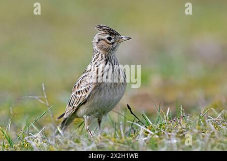 Eurasische Lerche (Alauda arvensis), die auf dem Kopf einen hohen kurzen stumpfen Kamm zeigt, während sie auf dem Boden auf Nahrungssuche ist Stockfoto