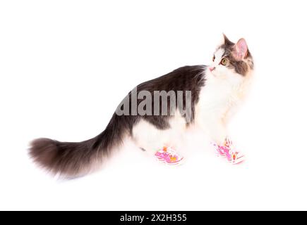 Die Katze trägt lustige pinkfarbene Schuhe und wird auf weißem Hintergrund isoliert Stockfoto