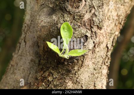 Kleines grünes Blatt am Stamm eines großen Baumes im Frühling in Wäldern, braune Rinde Stockfoto