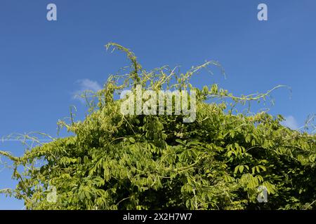 Akebia quinata 'shirobana' fünfmal akebia, Nahaufnahme. Stockfoto