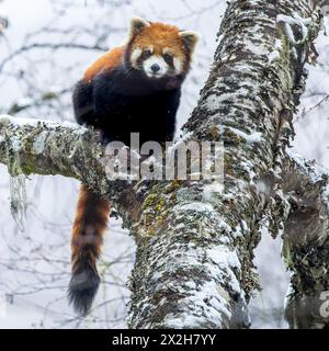 Chinesischer Wilder östlicher Roter Panda (Ailurus fulgens styani) posiert in fallendem Schnee in einem verschneiten Baum mit herunterhängendem Schwanz (aufgenommen in Sichuan, China) Stockfoto