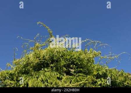 Akebia quinata 'shirobana' fünfmal akebia, Nahaufnahme. Stockfoto