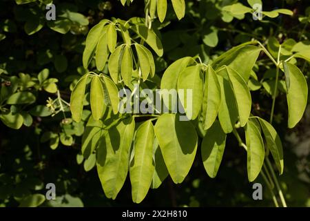 Akebia quinata 'shirobana' fünfmal akebia, Nahaufnahme. Stockfoto