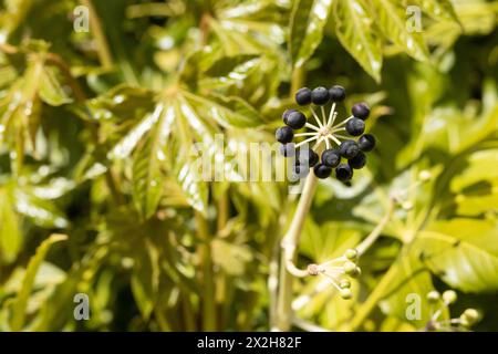 Fatsia japonica Pflanze aus nächster Nähe. Stockfoto