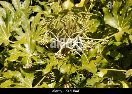 Fatsia japonica Pflanze aus nächster Nähe. Stockfoto