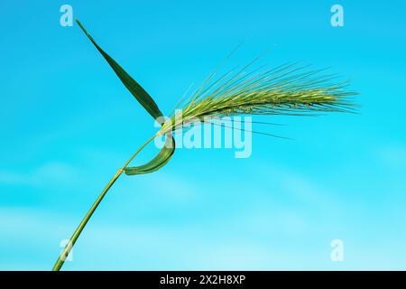 Grüne Mausgerste von Fuchsschwanz-Unkraut auf der Wiese, selektiver Fokus Stockfoto