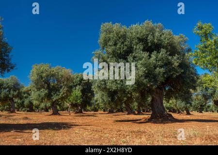 Traditionelle Olivenbaumplantage in der Landschaft von Polignano a Mare in Apulien. Stockfoto