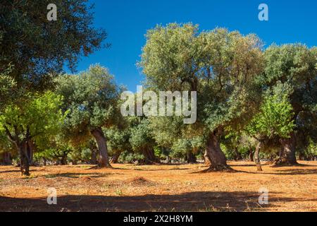 Traditionelle Olivenbaumplantage in der Landschaft von Polignano a Mare in Apulien. Stockfoto