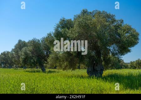 Traditionelle Olivenbaumplantage in der Landschaft von Polignano a Mare in Apulien. Stockfoto