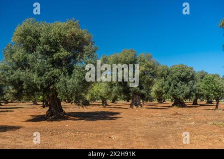 Traditionelle Olivenbaumplantage in der Landschaft von Polignano a Mare in Apulien. Stockfoto