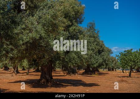 Traditionelle Olivenbaumplantage in der Landschaft von Polignano a Mare in Apulien. Stockfoto