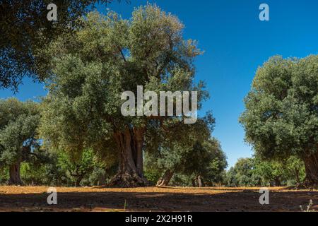 Traditionelle Olivenbaumplantage in der Landschaft von Polignano a Mare in Apulien. Stockfoto