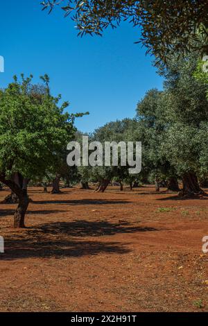 Traditionelle Olivenbaumplantage in der Landschaft von Polignano a Mare in Apulien. Stockfoto