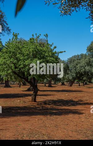 Traditionelle Olivenbaumplantage in der Landschaft von Polignano a Mare in Apulien. Stockfoto