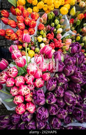 Bunte Tulpen, Blumenmarkt - Bloemenmarkt -, Singel Kanal, Amsterdam, Niederlande Stockfoto