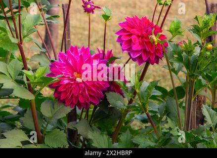 Frische rosa Dalia Blumen in voller Blüte in einem Garten Stockfoto