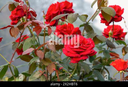 Leuchtend rote Rosen in Blüte mit tau geküssten Blättern vor weichem Hintergrund, perfekt für Blumenmotive. Stockfoto