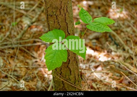 Blätter von drei neu geöffneten Giftelfefeu-Reben, die an einem sonnigen Frühlingstag im Wald wachsen Stockfoto