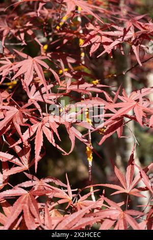 Acer palmatum 'Beni Otake' Japanischer Ahornbaum aus nächster Nähe. Stockfoto