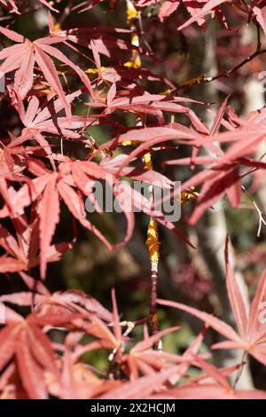 Acer palmatum 'Beni Otake' Japanischer Ahornbaum aus nächster Nähe. Stockfoto