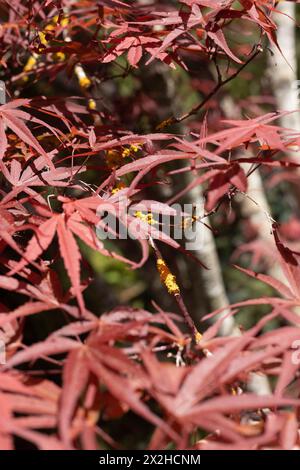 Acer palmatum 'Beni Otake' Japanischer Ahornbaum aus nächster Nähe. Stockfoto