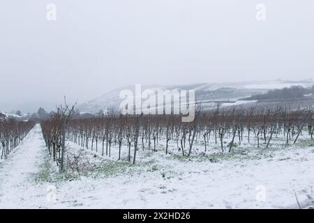 Winterweinberg mit schneebedeckter Landschaft. Europäische Winterlandschaft. Stockfoto