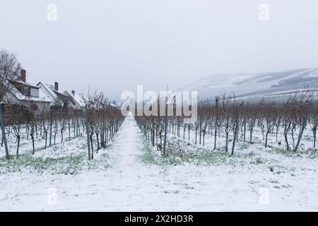 Winterweinbaum mit schneebedeckter Landschaft. Europäische Winterlandschaft. Stockfoto