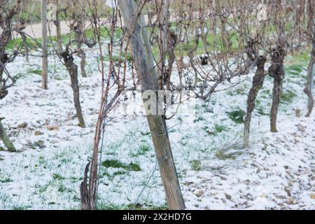 Winterweinberg mit schneebedeckter Landschaft. Europäische Winterlandschaft. Stockfoto