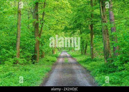 Eine unbefestigte Straße schlängelt sich durch einen dichten, grünen Wald voller hoch aufragender Bäume und üppiger Bodendecke, die eine natürliche und ruhige Landschaft schafft Stockfoto