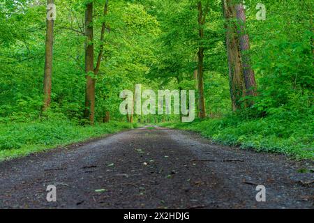 Eine unbefestigte Straße schlängelt sich durch einen dichten, grünen Wald voller hoch aufragender Bäume und üppiger Bodendecke, die eine natürliche und ruhige Landschaft schafft Stockfoto