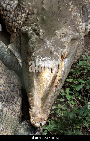 Krokodil mit weit geöffnetem Mund Stockfoto