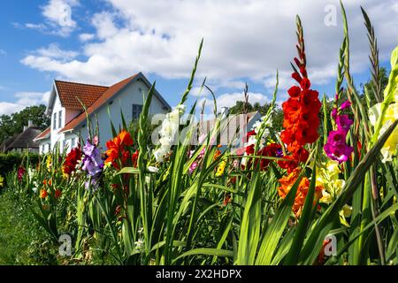 Blumen vor einem Haus in Dänemark Stockfoto