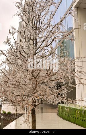 Austin, Texas, USA - 8. Februar 2023: Eiszapfen hängen an den Ästen eines Baumes in der Innenstadt von Austin nach einem Wintersturm mit eisigem Regen Stockfoto