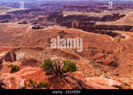 Blick auf einen wacholderbaum auf einem Felsvorsprung über dem Monument Basin, vom Grand Viewpoint aus gesehen, im Canyonlands National Park in der Nähe von Moab, Utah. Stockfoto