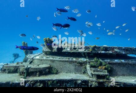 Sergeant Majors und Blaue Papageienfische schwimmen um die russische Fregatte M/V Captain Keith Tibbets in den Gewässern vor Cayman Brac, Cayman Islands. Stockfoto