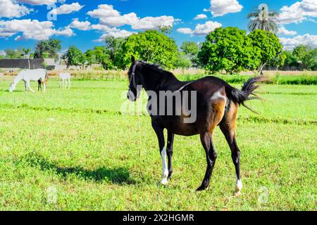 Pferde weiden auf dem üppigen grünen Feld Stockfoto